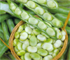 Broad Bean ~ Masterpiece Green Longpod (March)