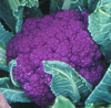 Cauliflower (Purple) ~ Graffiti (June)