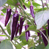 Chilli Pepper ~ Purple Gusto F1