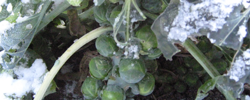 Brussels sprouts - Dawn's collection