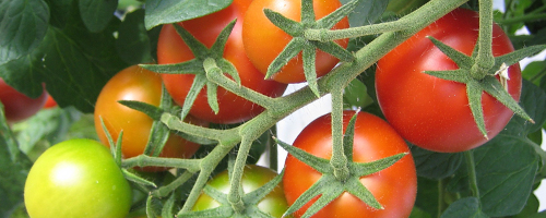 Tomato Caran