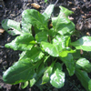 Perpetual Spinach (November)