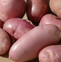 Srpo Una organic seed potato (February)