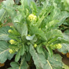 White Sprouting Broccoli ~ Burbank (July)