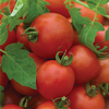 Blight-tolerant outdoor tomato collection
