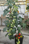 Grafted Tomato ~ Shirley (April)