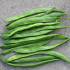 Beans, Courgettes, Cucumbers, Melons , Squashes, Sweetcorn ~ Tender Varieties (protect from frost)