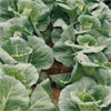 Spring Cabbage ~ Duncan F1 (October)