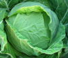 Spring Cabbage ~ Sennen F1 (October)