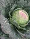 Cabbage ~ Stanton (June)