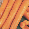 Carrot ~ Early Nantes (organic seed)