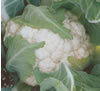 Clubroot resistant cauliflower ~ Clarify