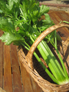Celery ~ Victoria (Early May)