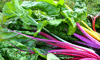 Chard ~ Five Colour (October)