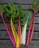 Chard ~ Five Colours (Early May)