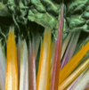 Chard ~ Five Colours (September)
