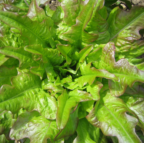 Leafy Salads