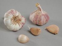 Garlic ~ Germidour (September)