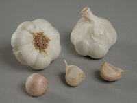 Garlic ~ Messidrome  (September)
