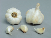 Garlic ~ Therador  (September)