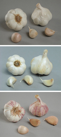 Garlic Collection  (September)