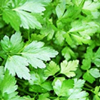 Parsley (curled) ~ Grune Perle (Late May)