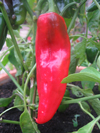 Sweet Pepper ~ Long Red Marconi (April) Sweet Pepper ~ Long Red Marconi (April)