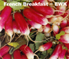 Radishes ~ French Breakfast (organic seed)