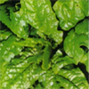 Spinach ~ Matador (organic seed)