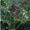 Purple Sprouting Broccoli ~ Claret (July)