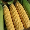 Sweetcorn ~ Goldcrest F1 Bumper Pack (Late May)