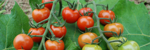 Grafted blight-tolerant outdoor tomato collection