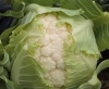 Cauliflower ~ Alpionis F1 (Winter)